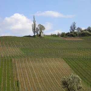 Markgräflerland bei Müllheim