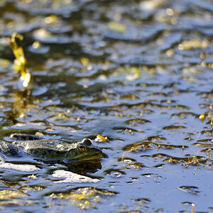 DSC9311 Frosch