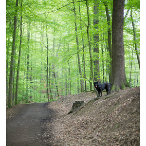gari im wald