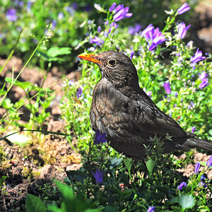DSC 1036 Amsel Gartenblumen 2 1000