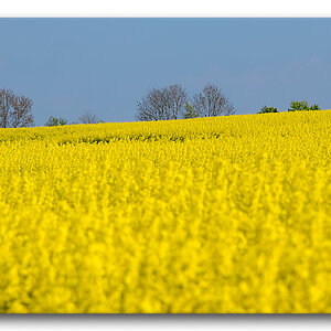 Nittel / Mosel