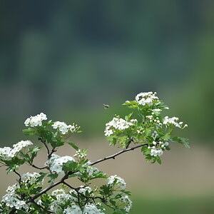 bienchen2