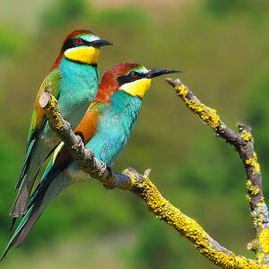 Bienenfresser (Merops apiaster)