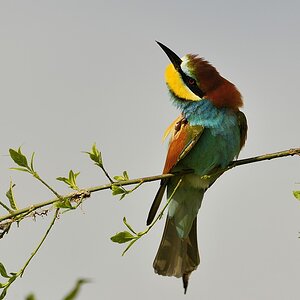 2014 08271