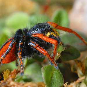 Springspinne (Philaeus chrysops), eine in Deutschland ganz seltene Spinne