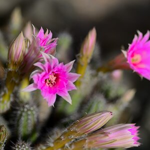 Kakteenblüten