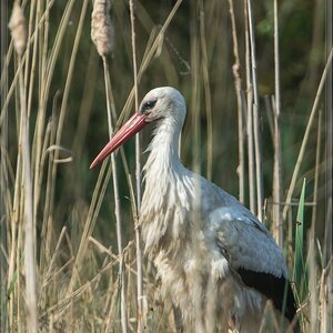 20140425 8200 [NIKON D7100] 850 mm,1 800 Sek. bei ƒ   8,0