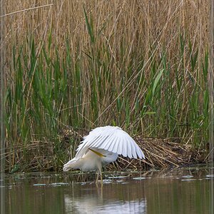 20140503 2049 [NIKON 1 V3] 400 mm,1 500 Sek. bei ƒ   5,6
