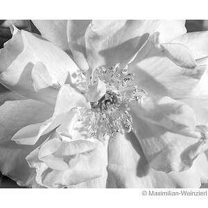 ©MaximilianWeinzierl©MaximilianWeinzierlL10022442a