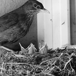 Amsel 01 06 2014 1046769