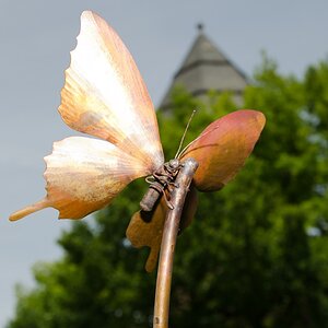 Schmetterling
