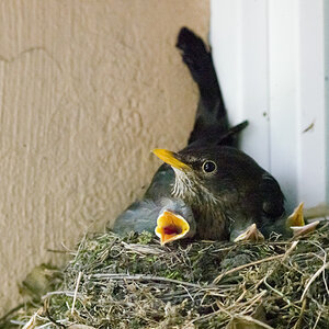 Amsel 01 06 2014 1046796