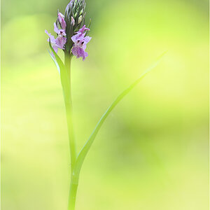 Dactylorhiza praetermissa