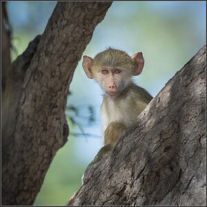 Sambia 0394