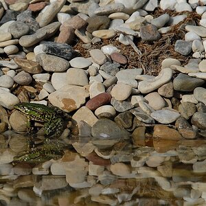 Teich frösche und stein 4