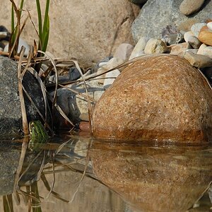Teich frösche und stein 5