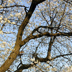 20090414 180949 D3N 7809 2