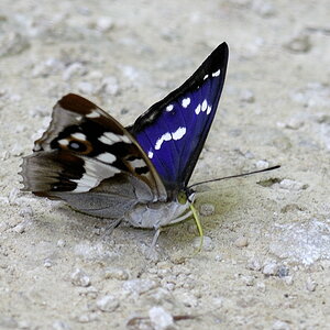 grosser Schillerfalter 1