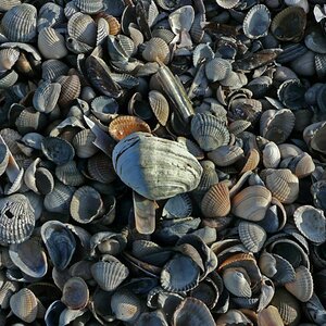 Muscheln auf Norderney