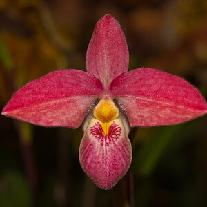 Orchidee in rot...