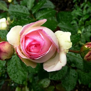Rose Eden aus unserem Garten