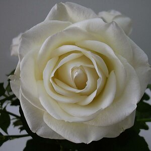 Rose von Herrmann Kopie