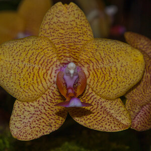 Orchidee in gelb/orange