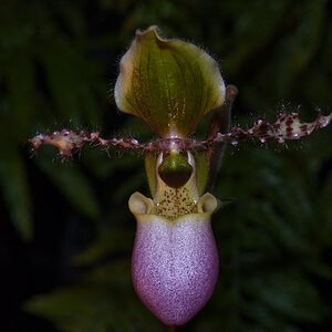 Orchidee breitet ihre Arme aus...