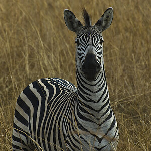 Zebra beobachtet micht...