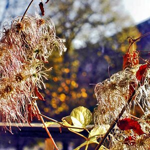 plants in autumn