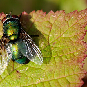 Buntfliege