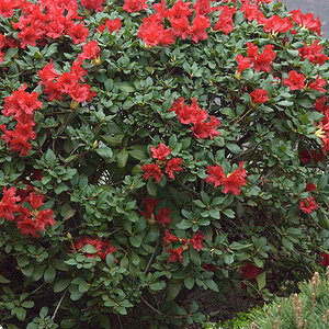 DSC 0001