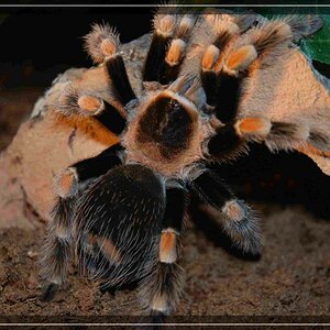 meine smithi