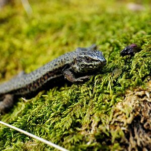 OsterEIdechse