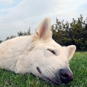 Mein Hund
