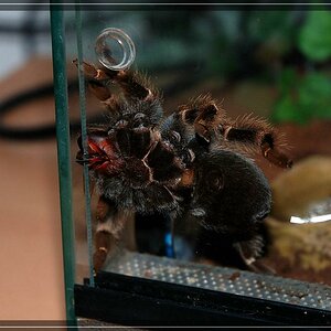meine smithi beim ausbrechen