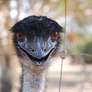 Emu
