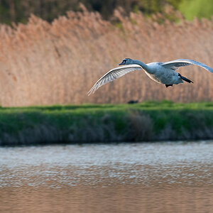 Kastenweiher  DSC 8701 15. April 2009 013