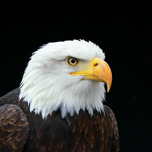 Seeadler