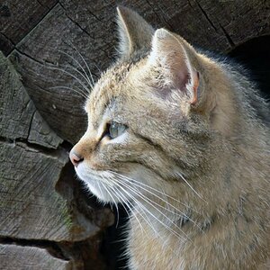 wildkatze800