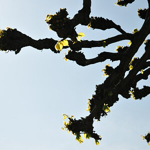 Herrenhausen Frühling I