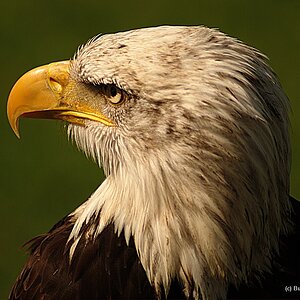 Weisskopfseeadler 1