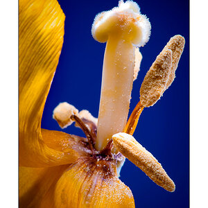 Verwelkte Tulpe 1