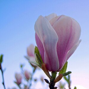 Magnolie 2