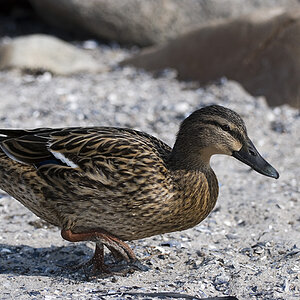 Ente Strand