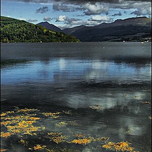 Loch Fyne forum