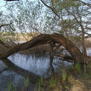 Baum im Teich