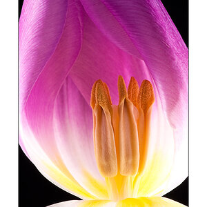Leuchtende Tulpe 1