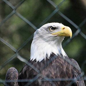 Nikon 70-300VR/8