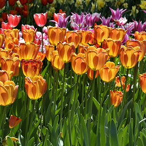 20090427 113908 tulpenlicht